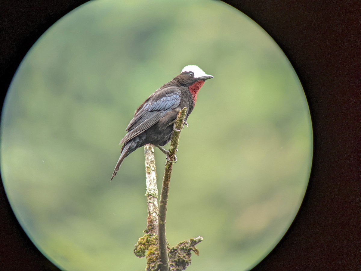 White-capped Tanager - ML416426051