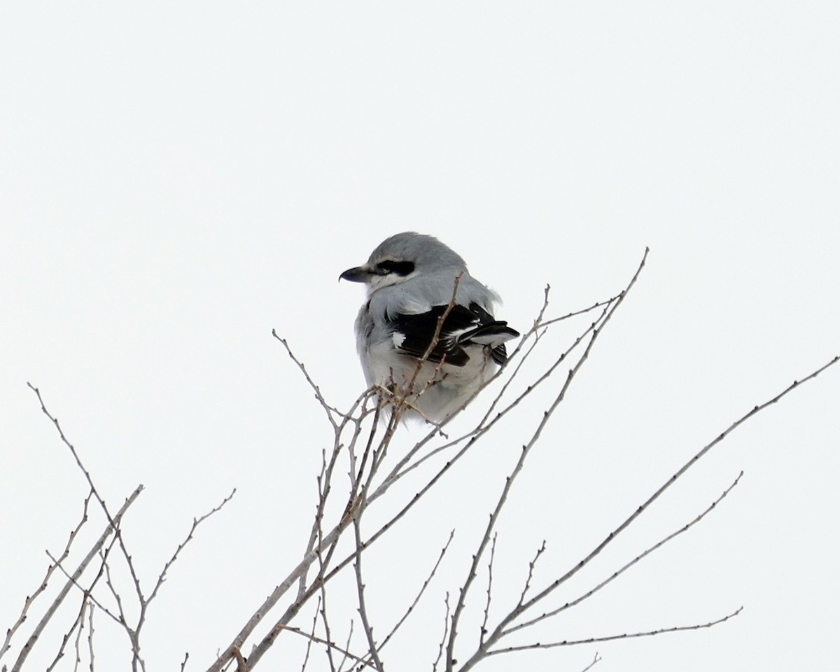 Northern Shrike - David McQuade