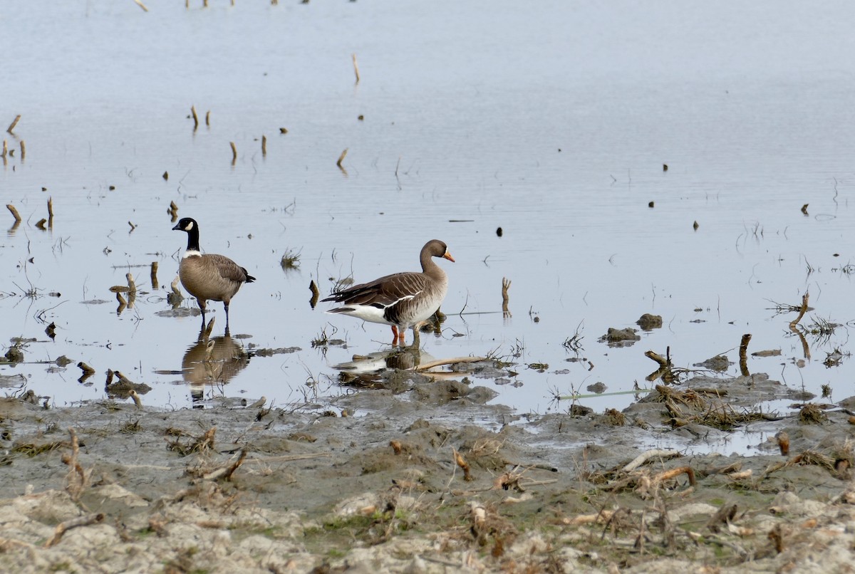 Cackling Goose - Nelson Samuels