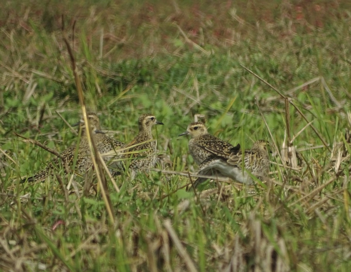 Chorlito Dorado Siberiano - ML416428191