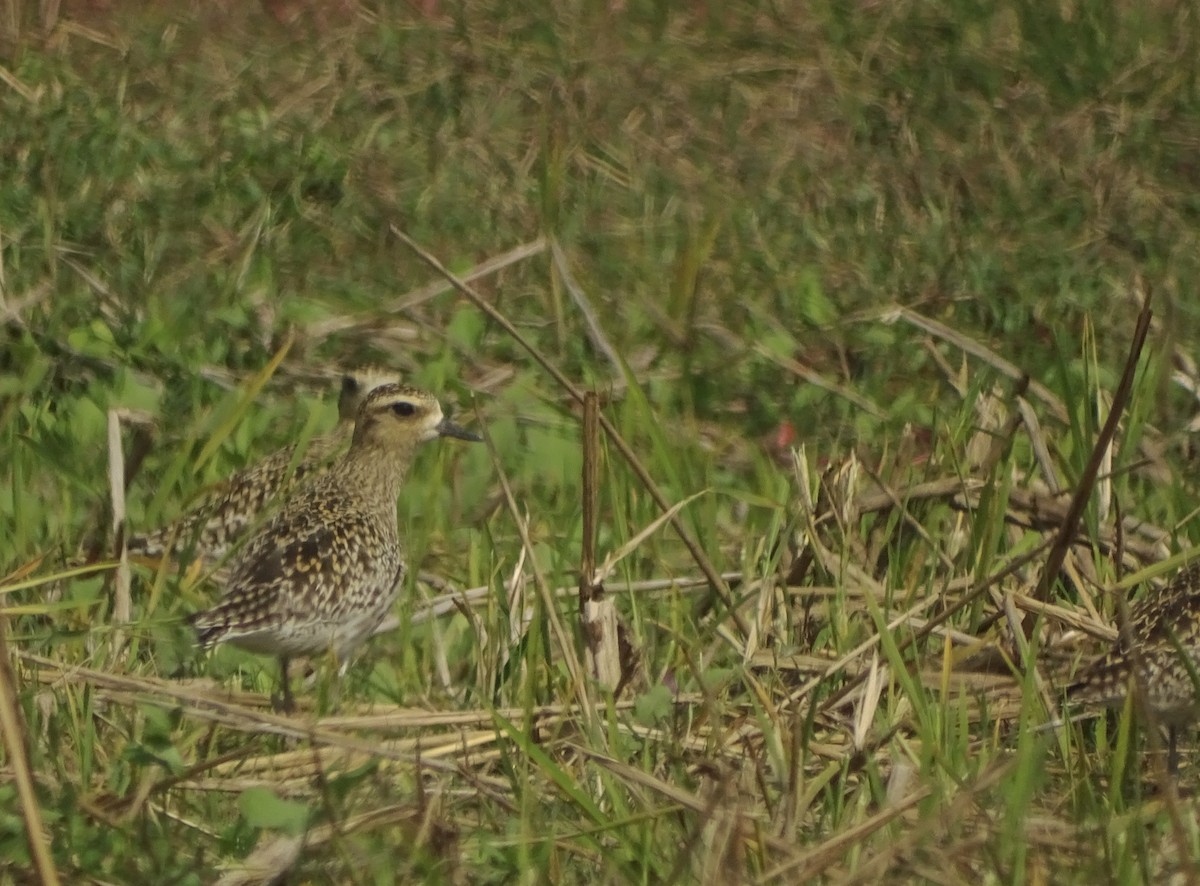 Pacific Golden-Plover - Debjit  Mukherjee