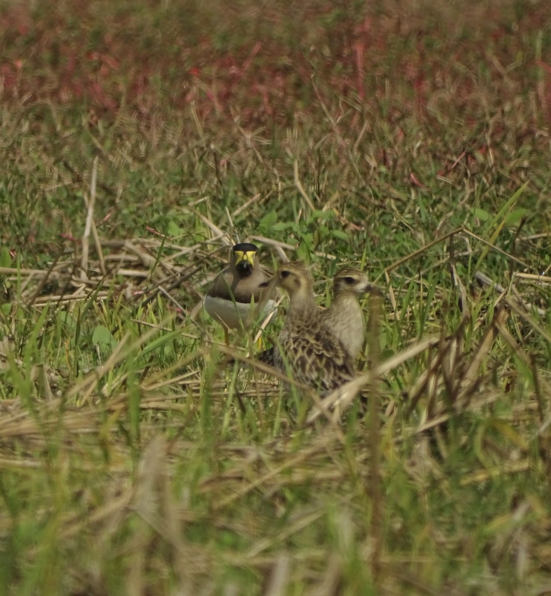 Pacific Golden-Plover - ML416428401