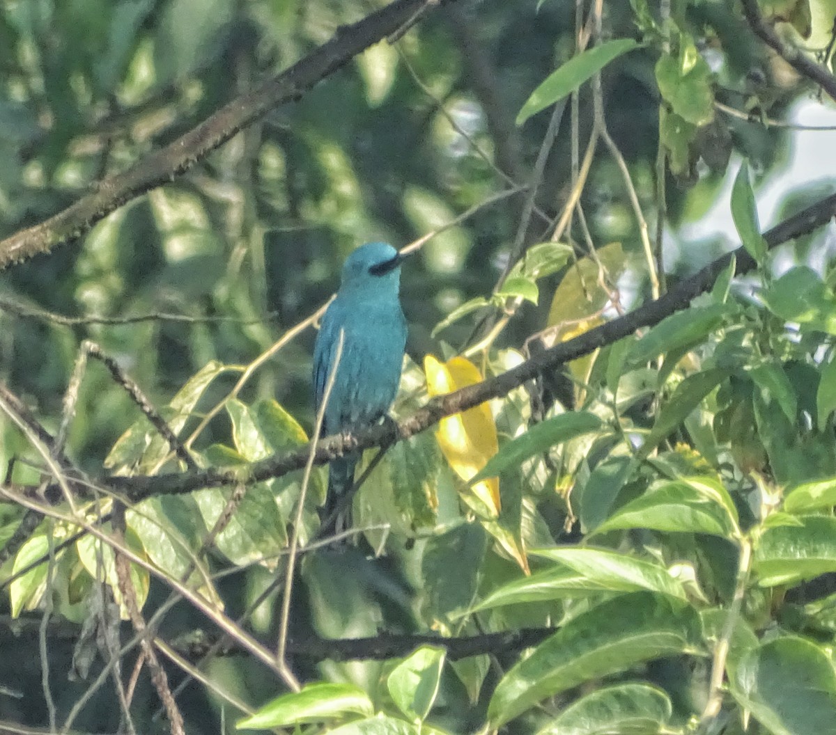 Verditer Flycatcher - Debjit  Mukherjee