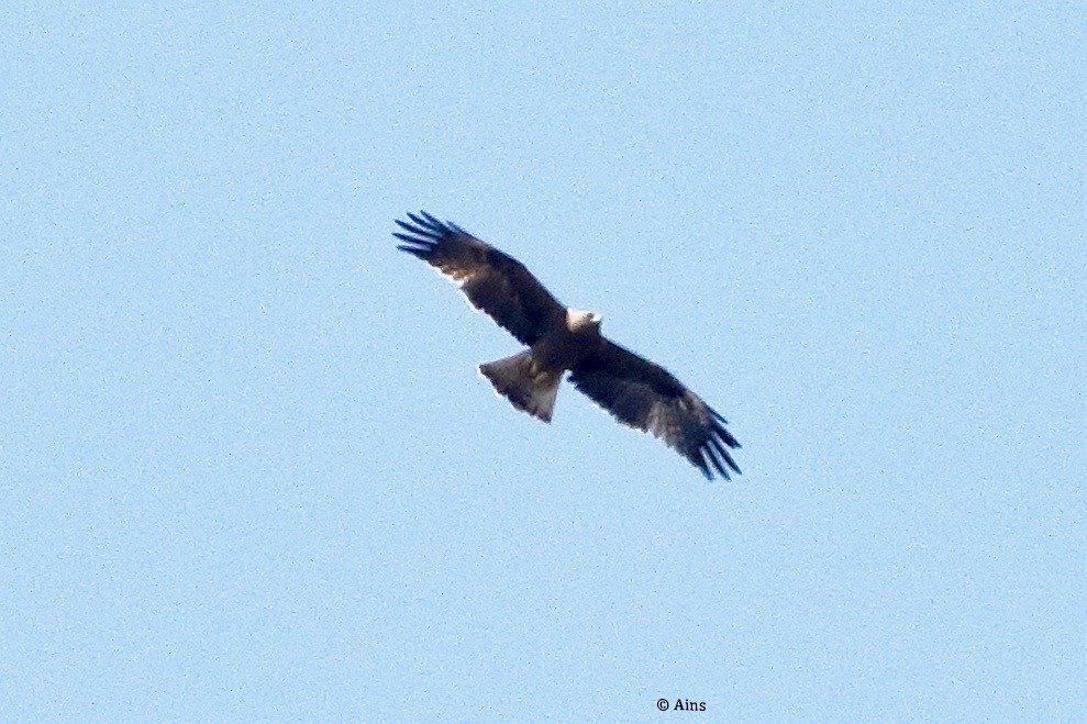 Booted Eagle - ML416429131