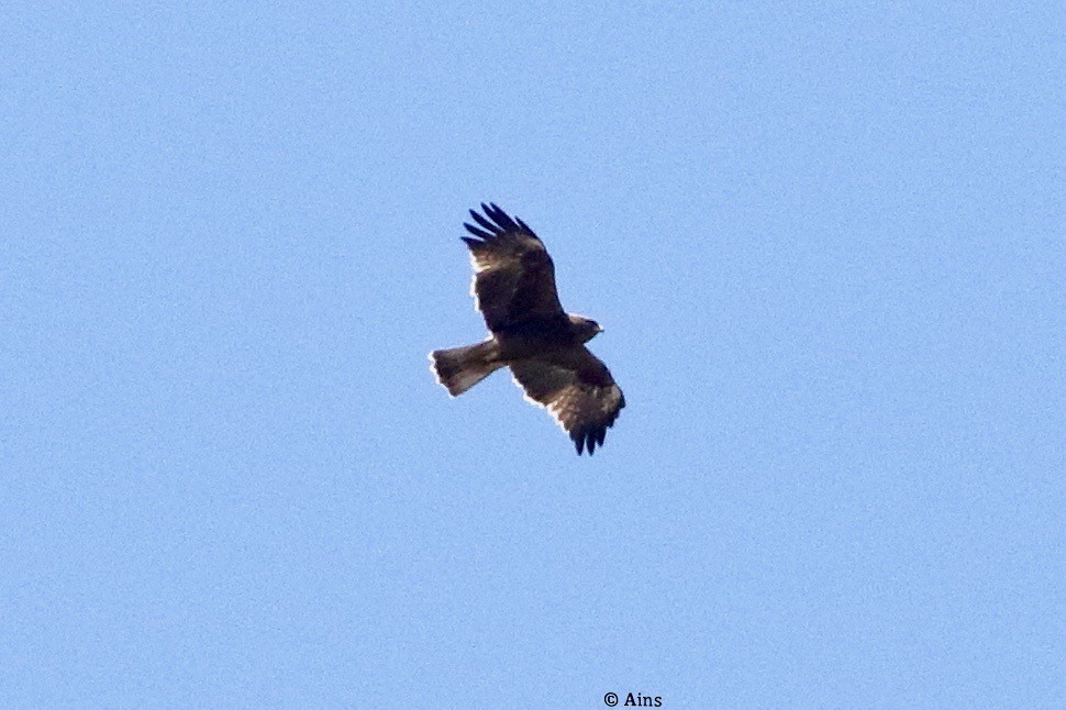 Booted Eagle - ML416429141