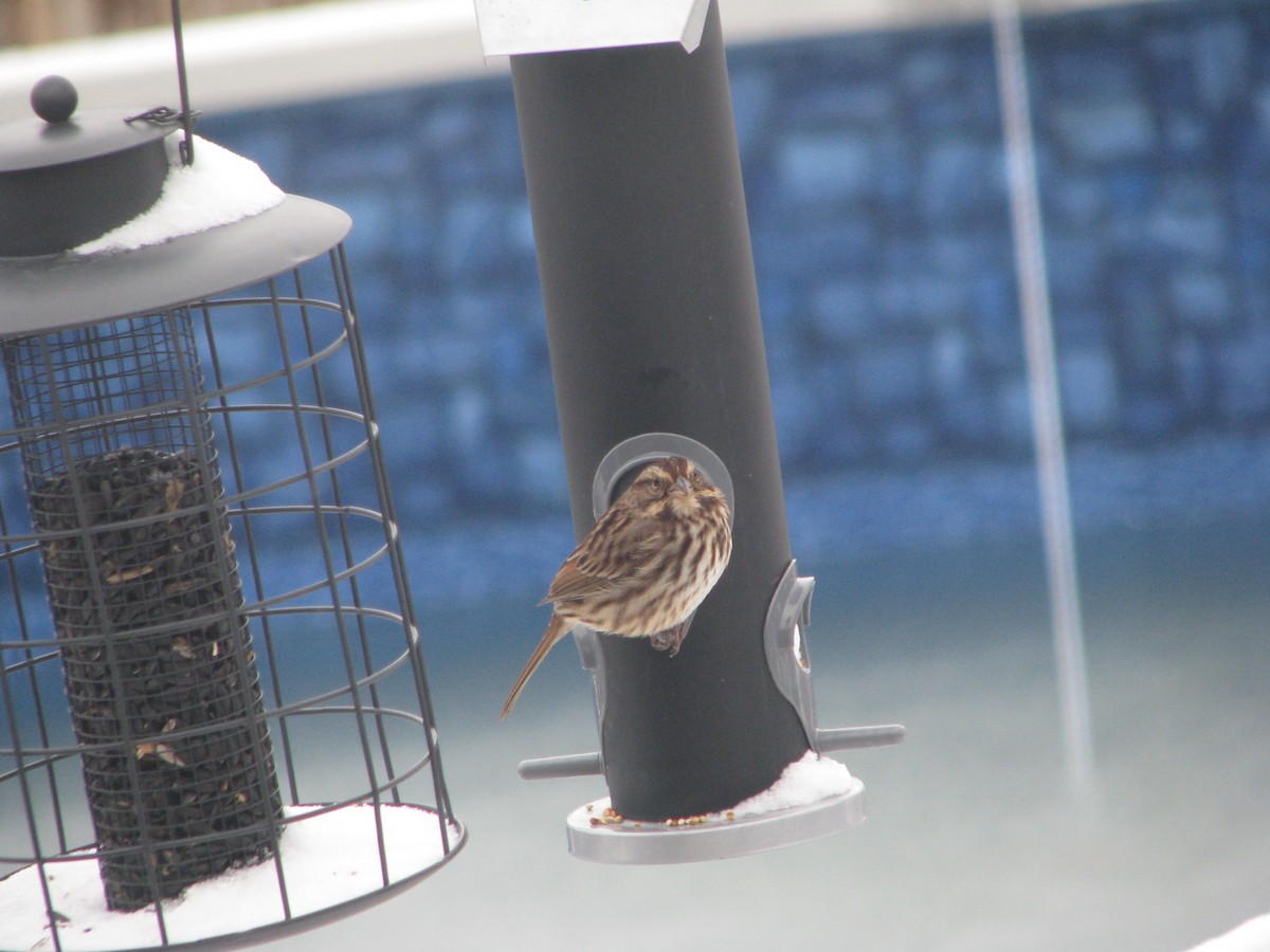 Song Sparrow - ML41642971