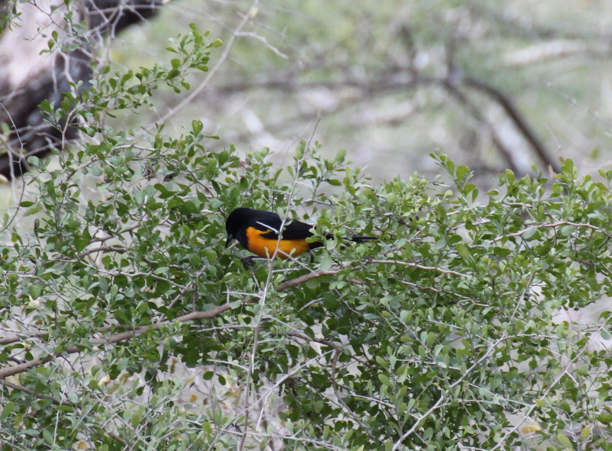 Black-vented Oriole - ML416431931