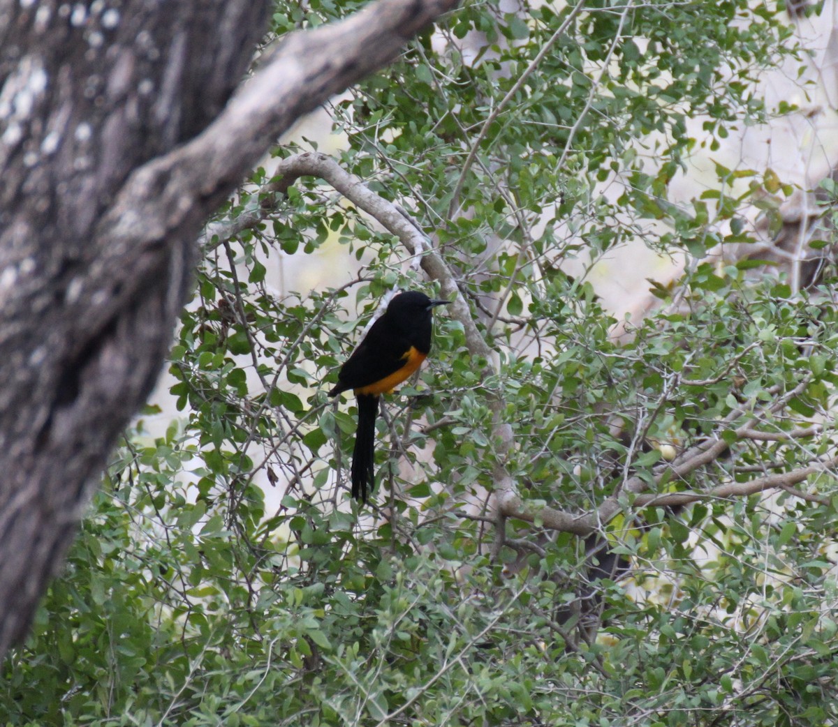 Black-vented Oriole - ML416431951