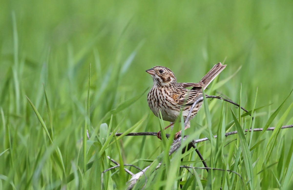 Vesper Sparrow - Ryan Schain