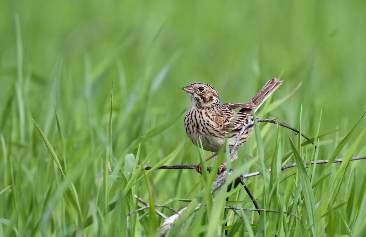 Vesper Sparrow - ML41643251