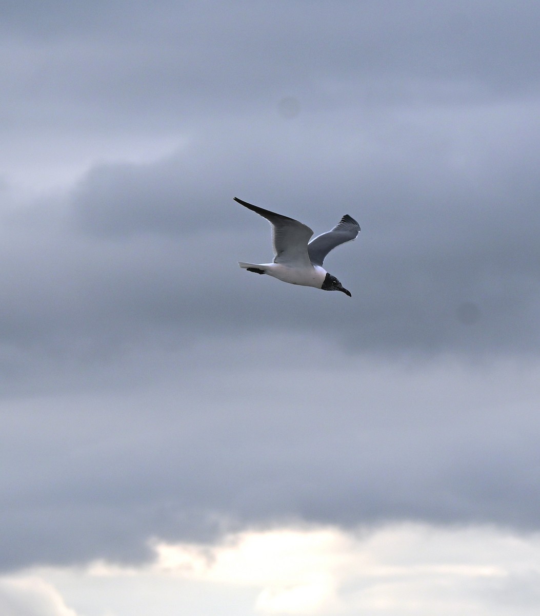 Laughing Gull - Sharon Katz