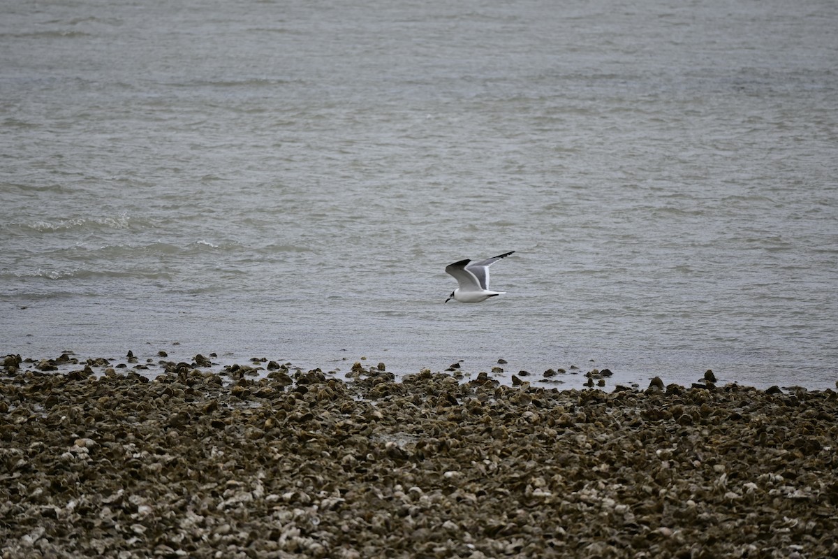 Laughing Gull - Sharon Katz