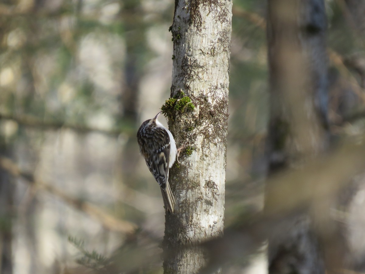 Brown Creeper - ML416434241