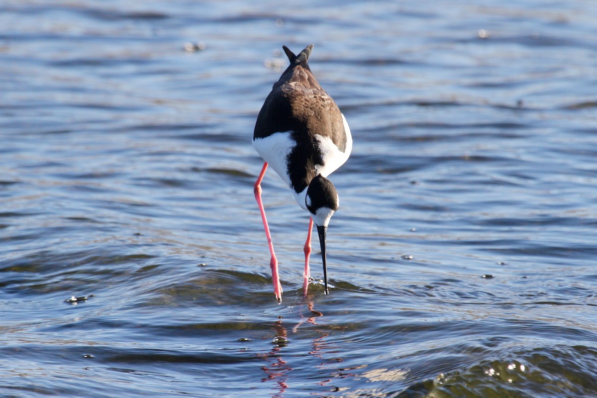 Black-necked Stilt - Daniel Tinoco