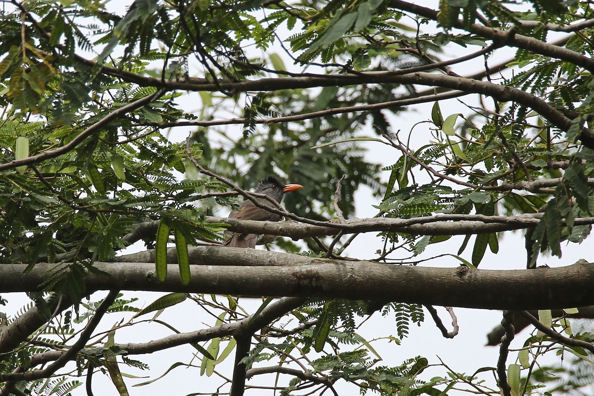 Mauritius-Rotschnabelbülbül - ML416436811