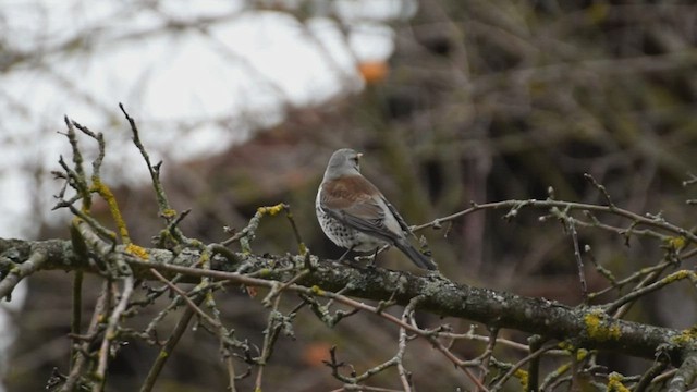 Fieldfare - ML416437641