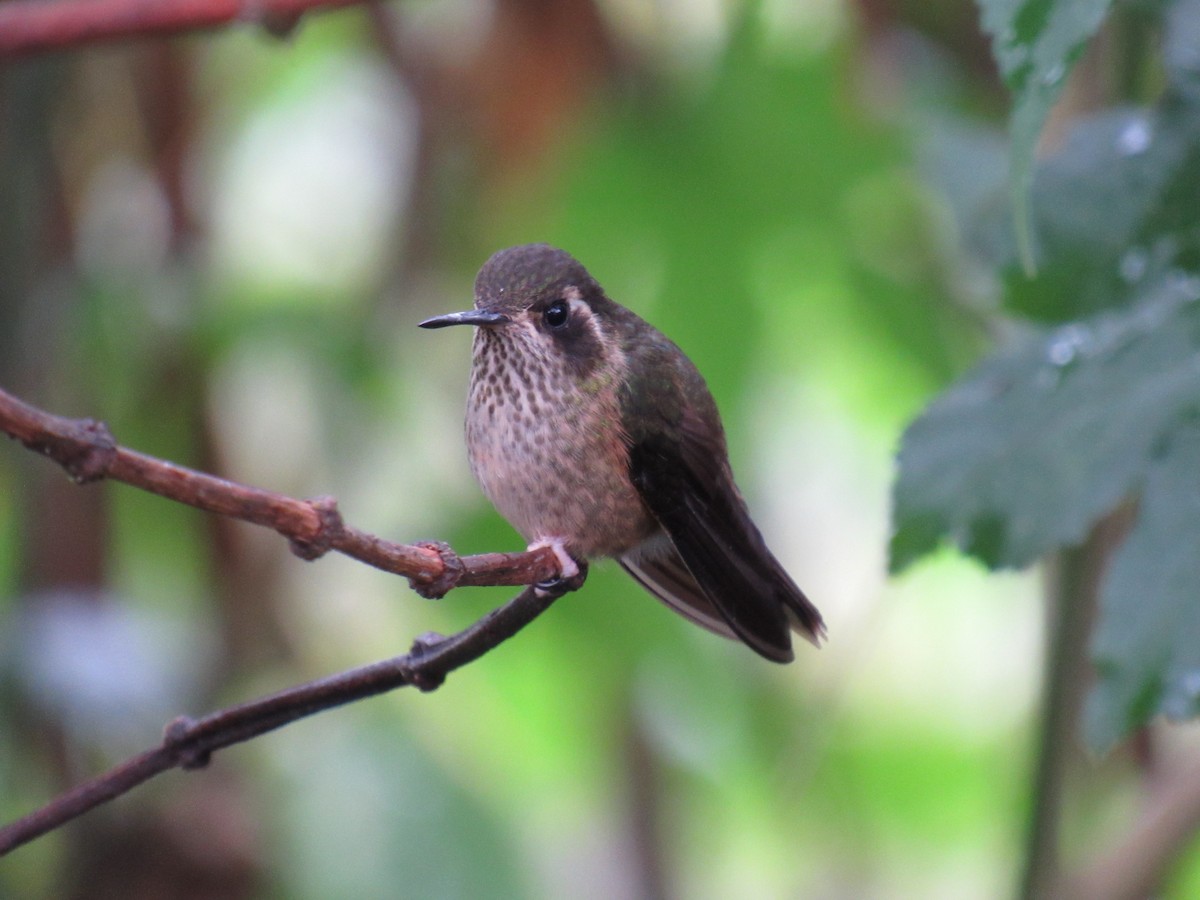 Speckled Hummingbird - ML41643811