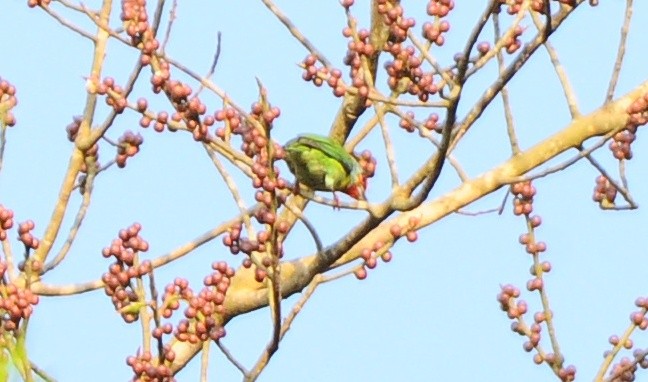 Malabar Barbet - JOE M RAJA