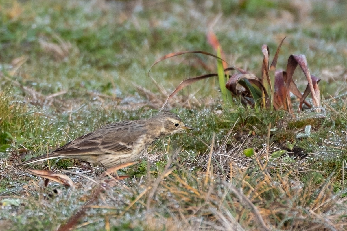 American Pipit - Isabelle Reddy