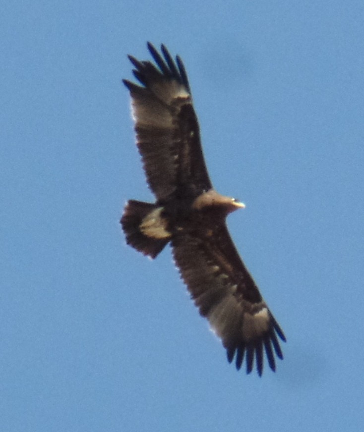 Greater Spotted Eagle - ahmad mohammadi ravesh
