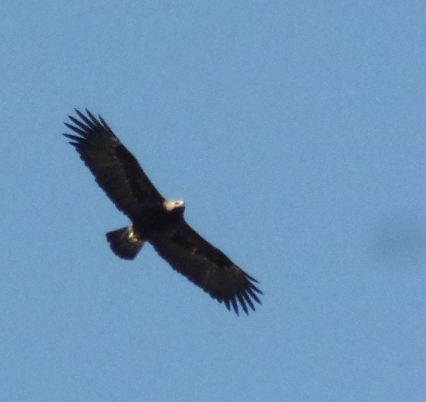 Águila Imperial Oriental - ML416439291