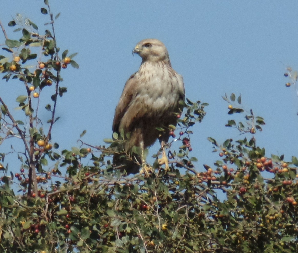 Long-legged Buzzard - ahmad mohammadi ravesh