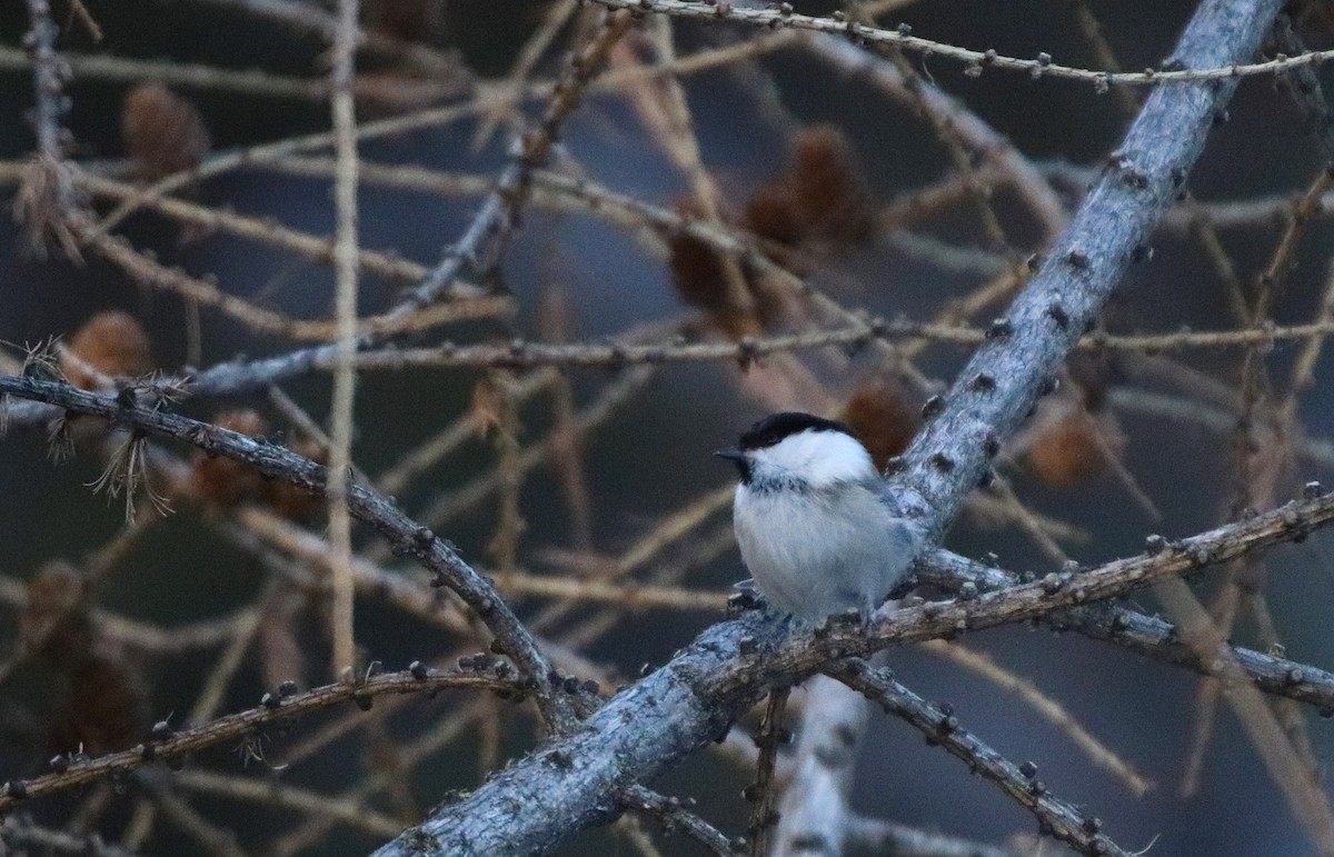 Willow Tit - ML416439651