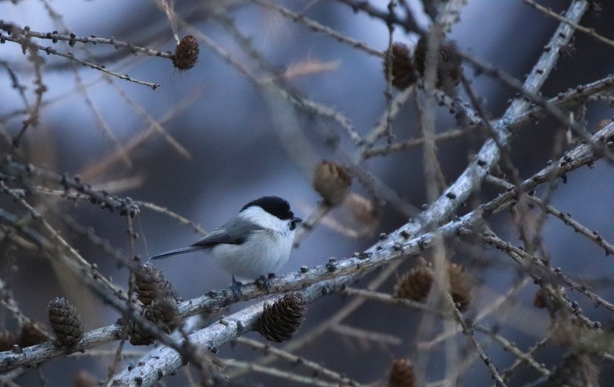 Willow Tit - ML416439661