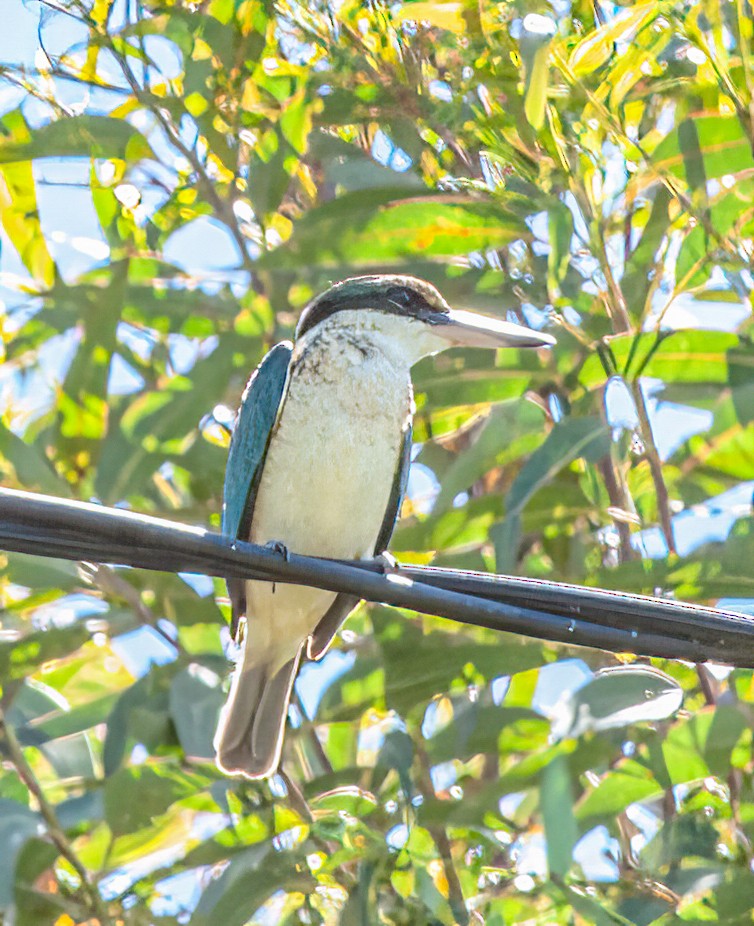 Sacred Kingfisher - ML416439761