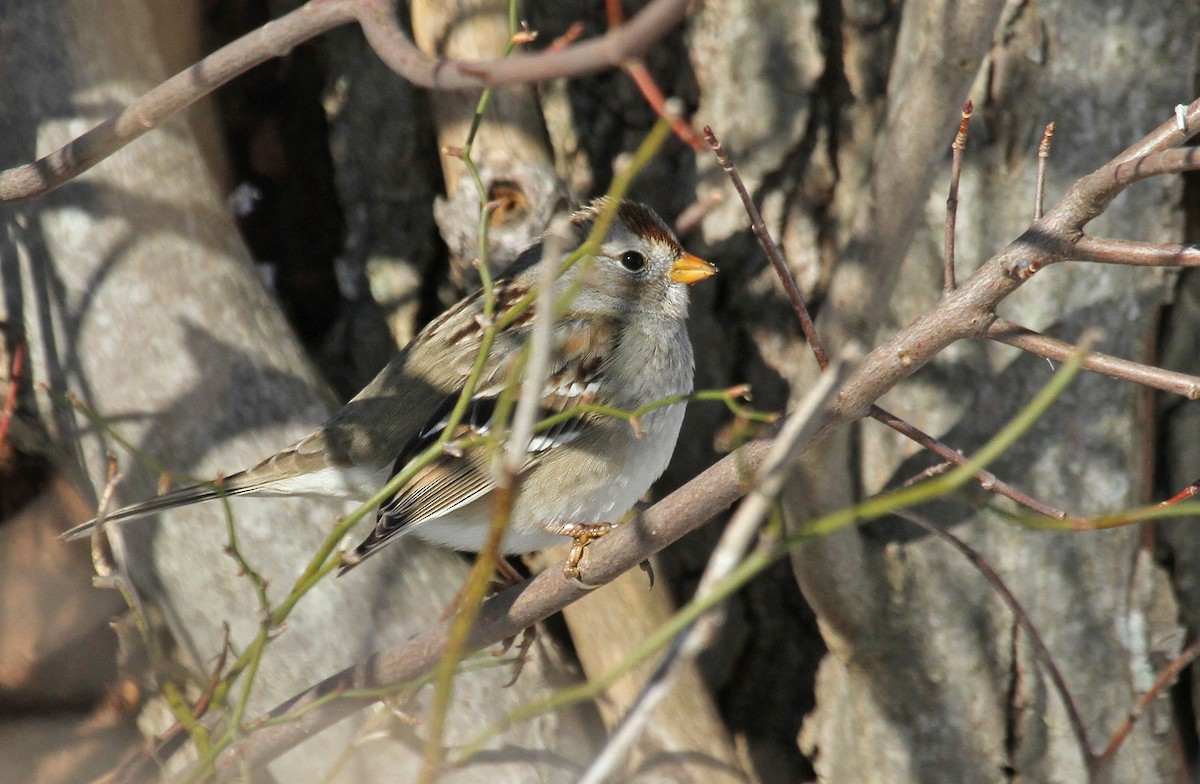 White-crowned Sparrow (Gambel's) - ML41643981