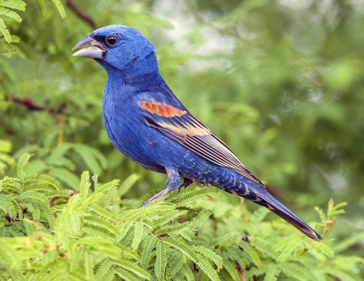 Blue Grosbeak - Cliff Peterson