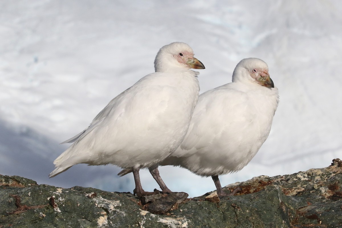 Snowy Sheathbill - ML416443061