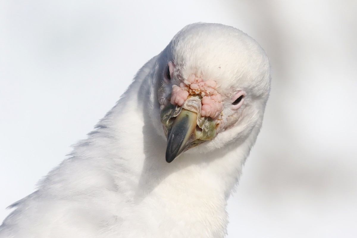 Snowy Sheathbill - ML416443391