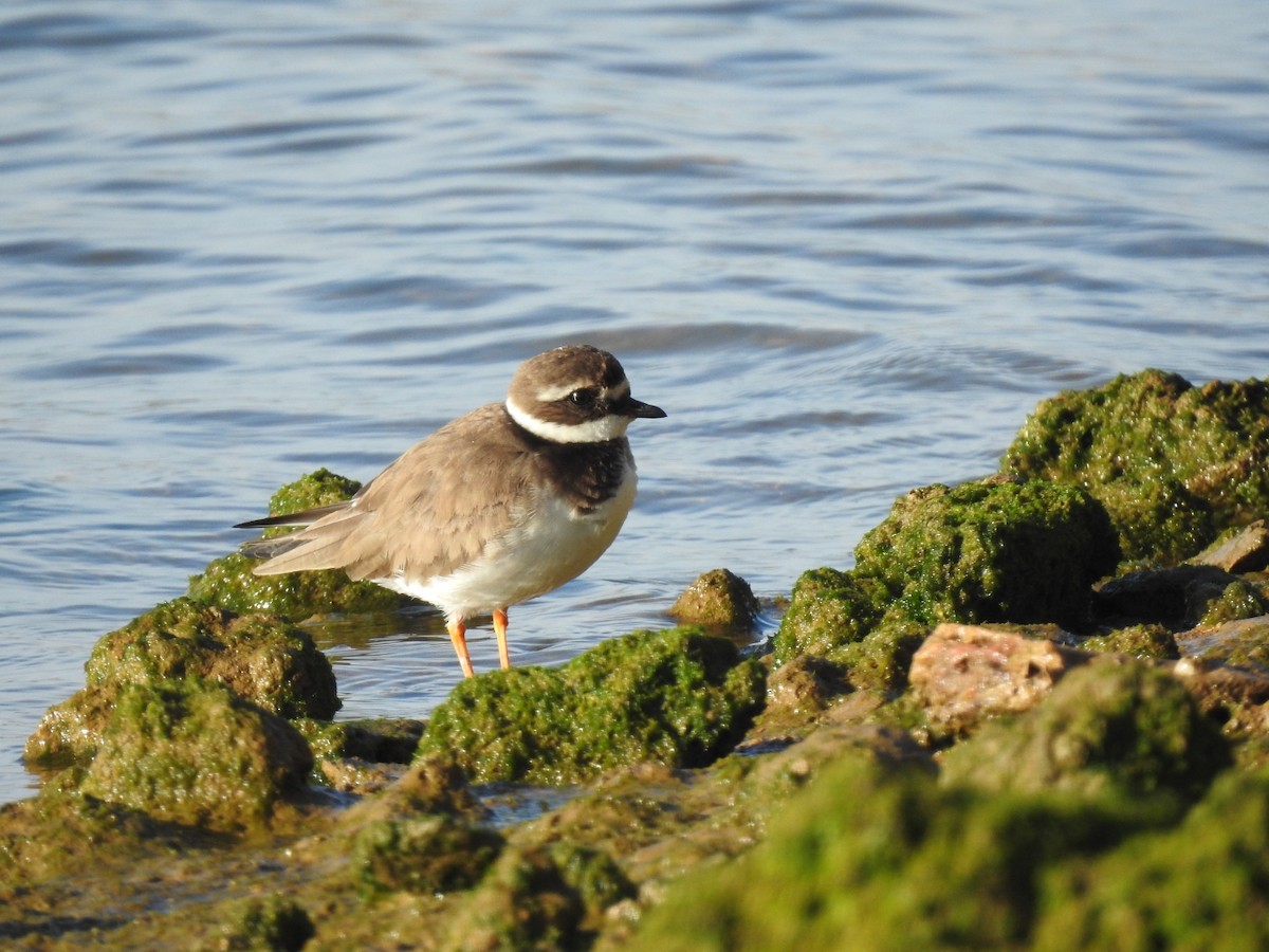 Common Ringed Plover - ML416443831