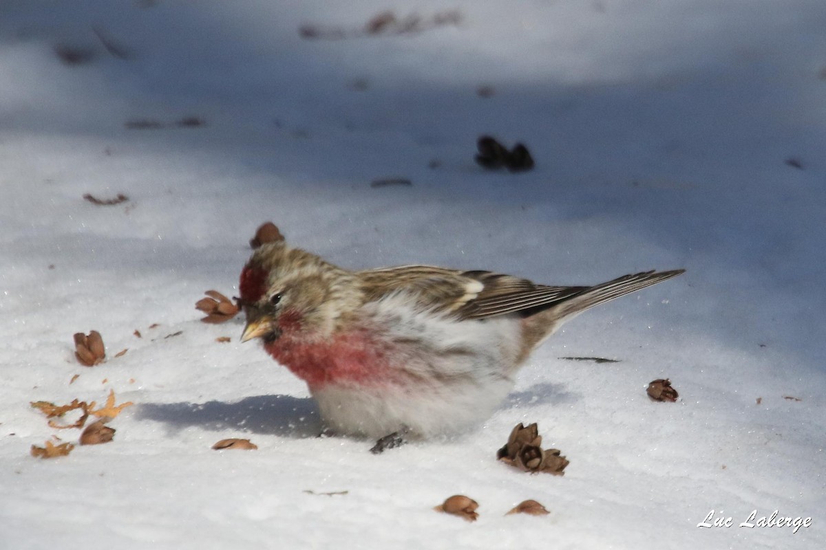 Common Redpoll - ML416446241