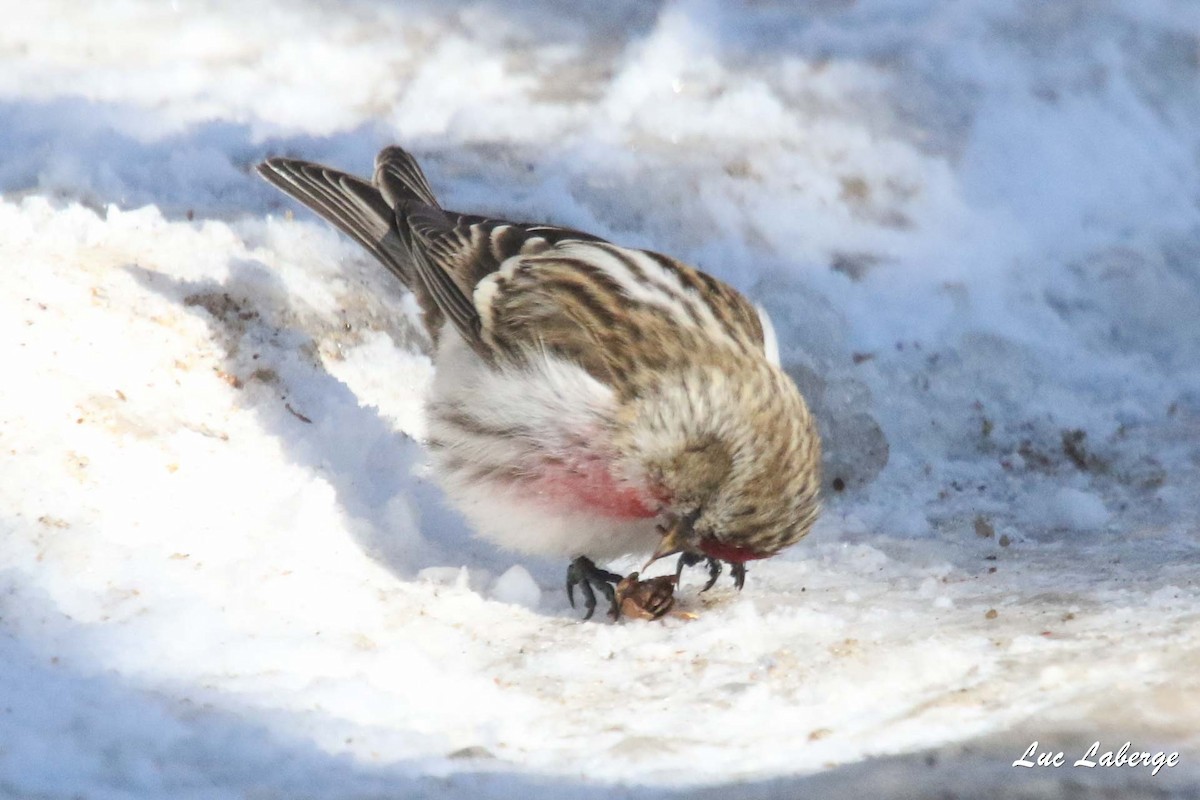 Common Redpoll - ML416446251