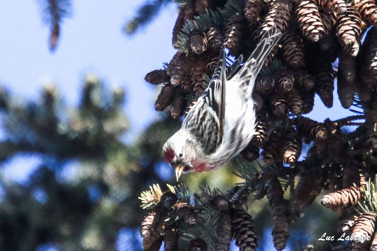 Common Redpoll - ML416446271