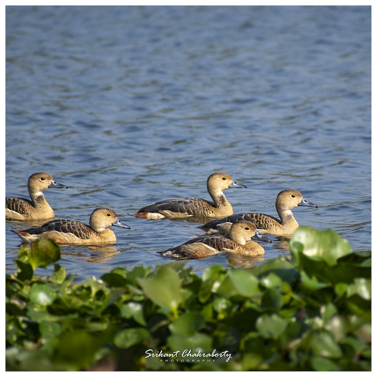 Lesser Whistling-Duck - ML416447691