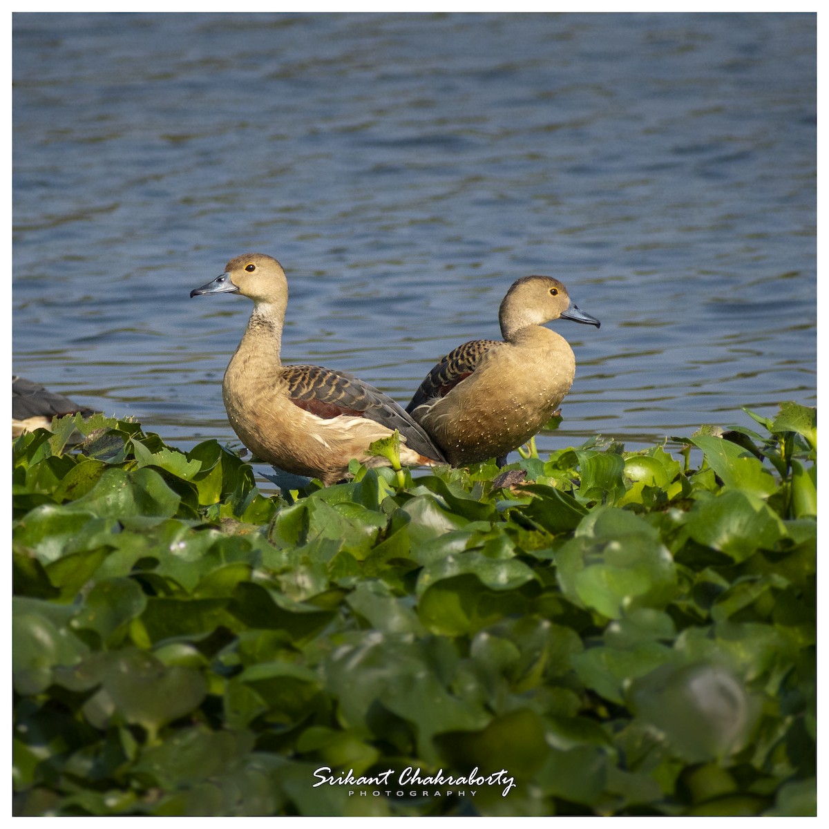 Lesser Whistling-Duck - ML416447741