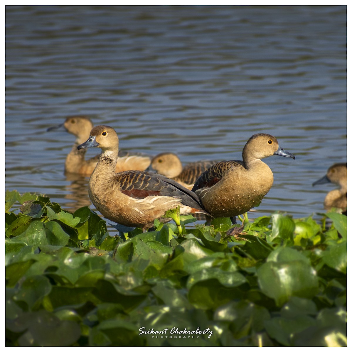 Lesser Whistling-Duck - ML416447831