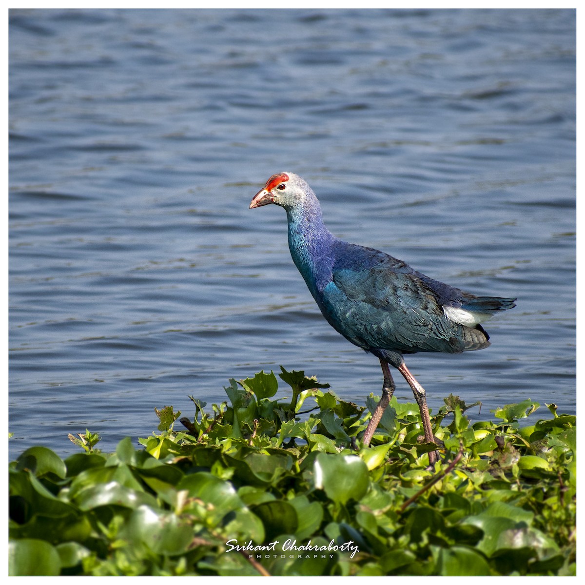 Gray-headed Swamphen - ML416447991