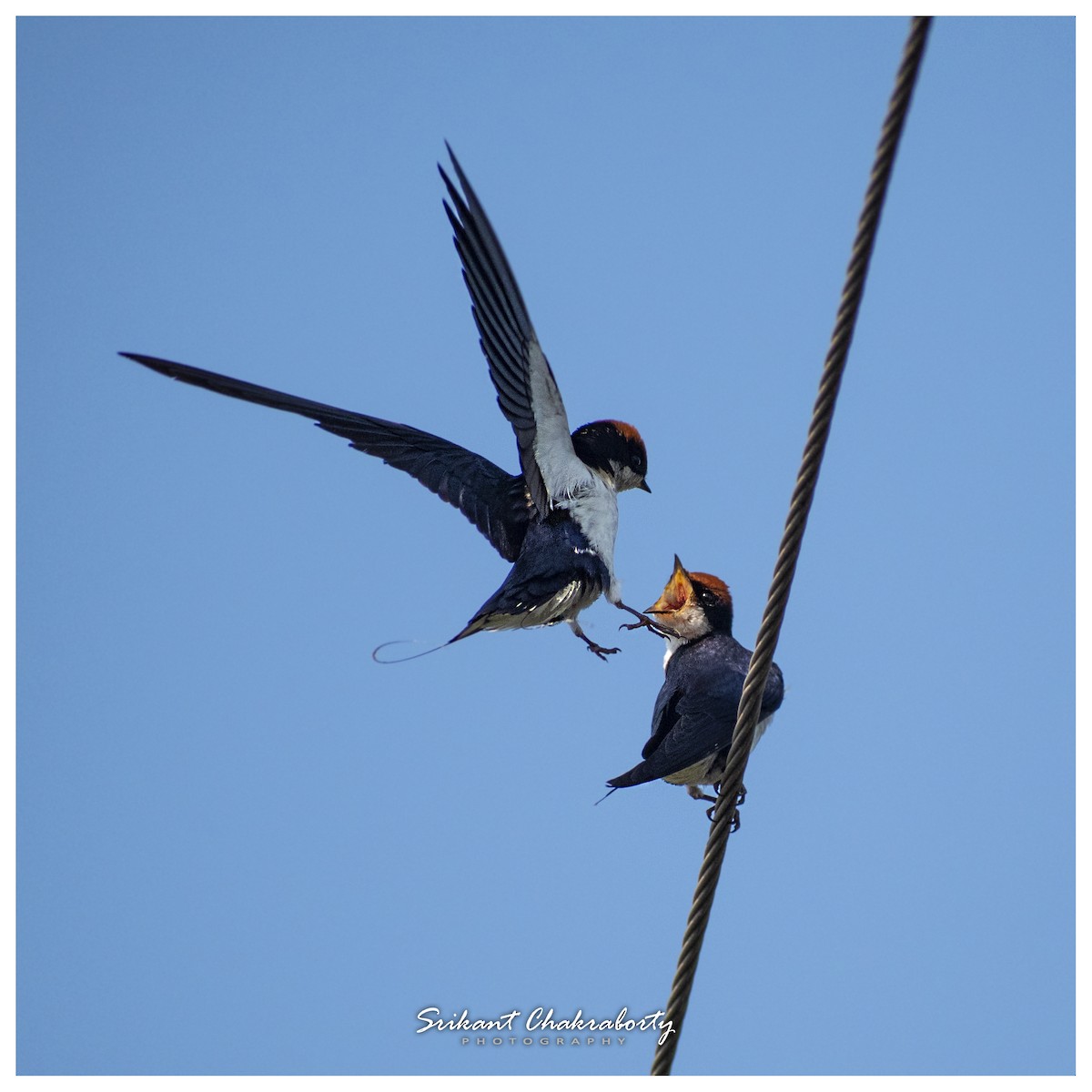 Wire-tailed Swallow - Srikant Chakraborty