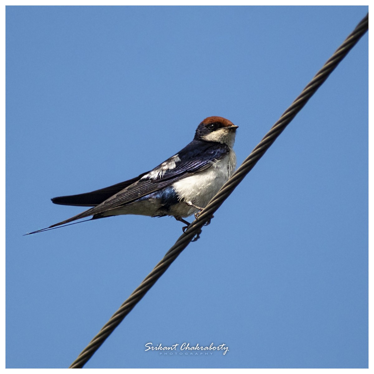 Wire-tailed Swallow - ML416448071