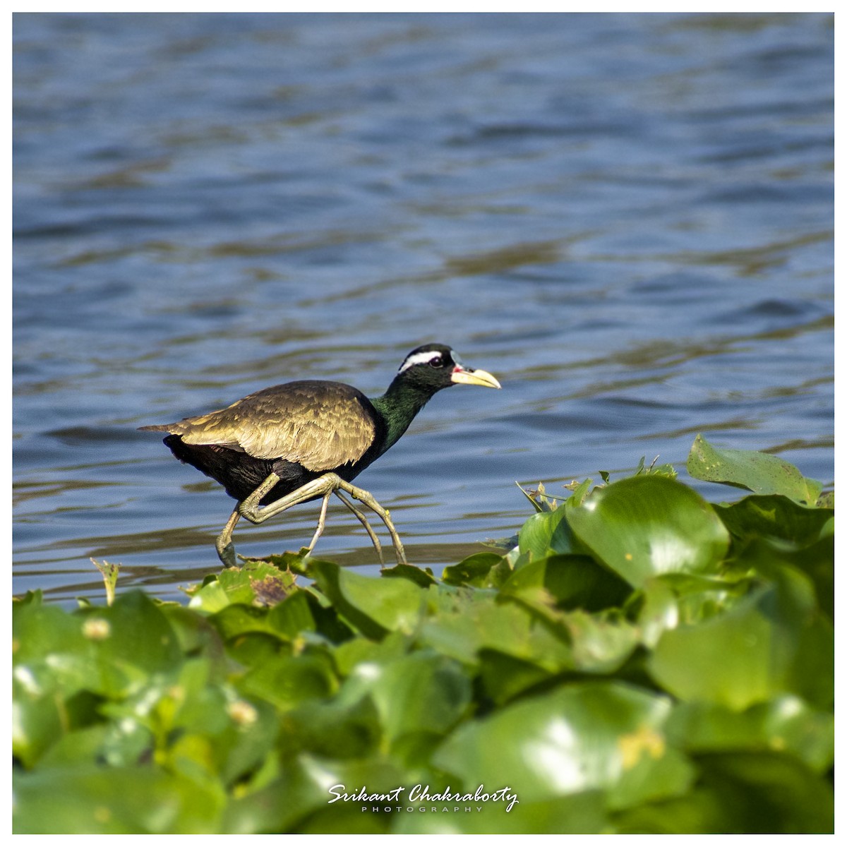 Bronze-winged Jacana - ML416448651