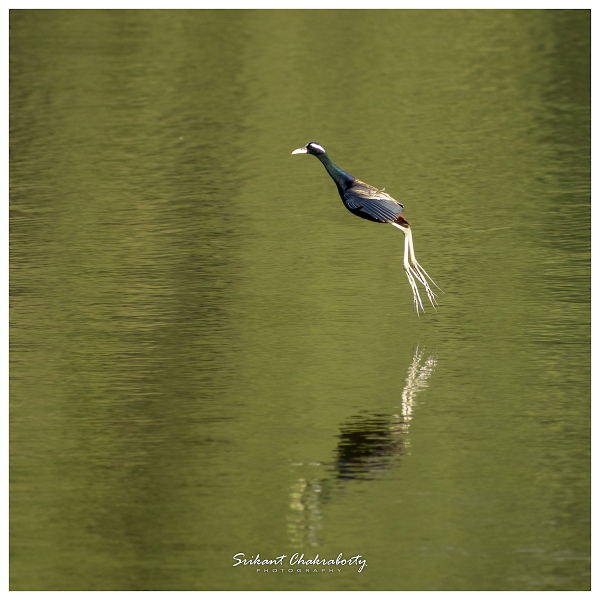 Bronze-winged Jacana - ML416448691