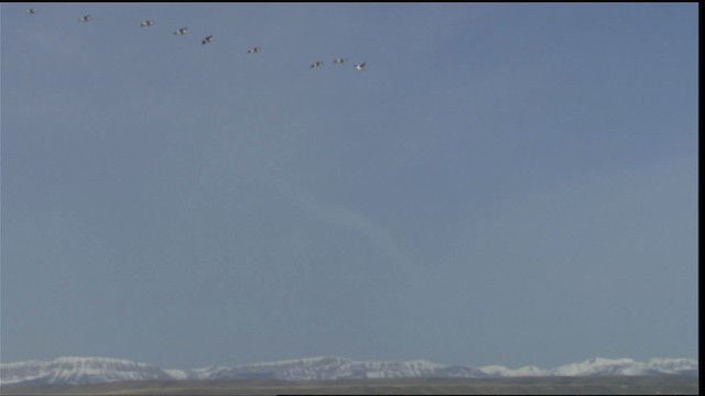 American White Pelican - ML416449