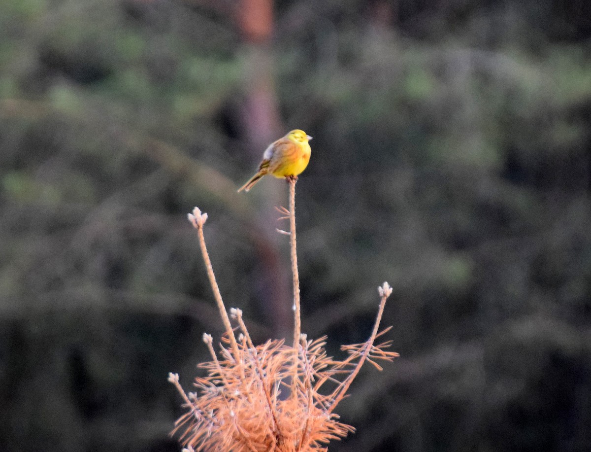 Yellowhammer - ML416450251