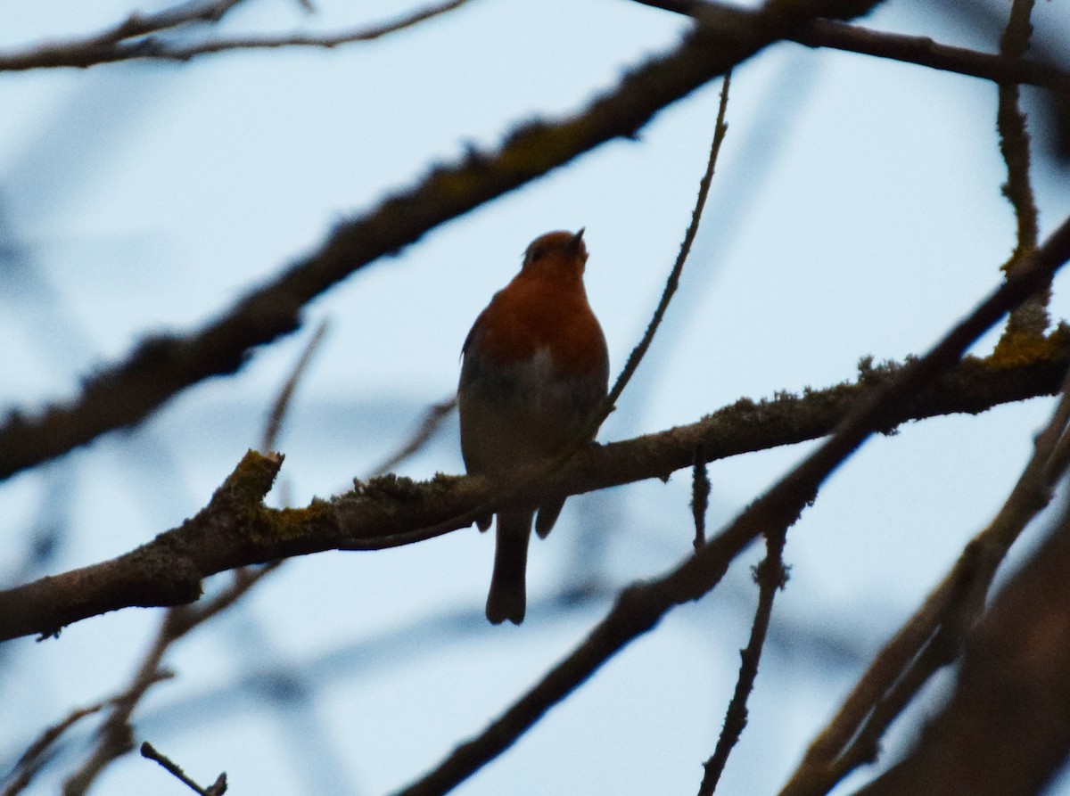 European Robin - ML416450411