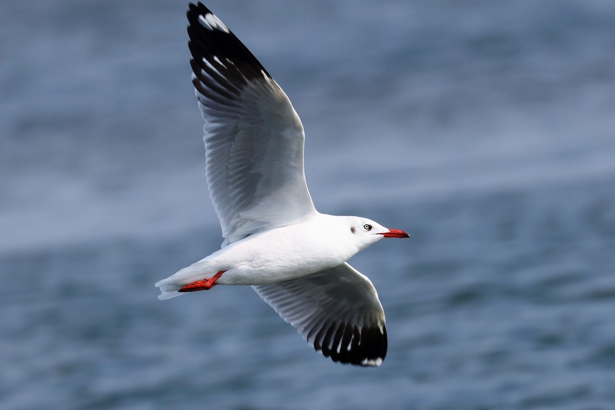 Brown-headed Gull - ML416451561