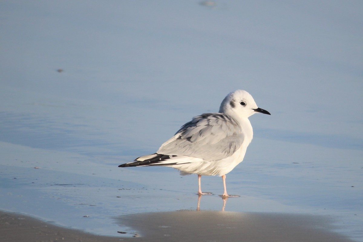 Mouette de Bonaparte - ML416452531